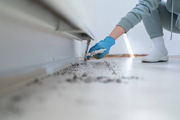 Reliable Maiden, NC Pest Control Solutions